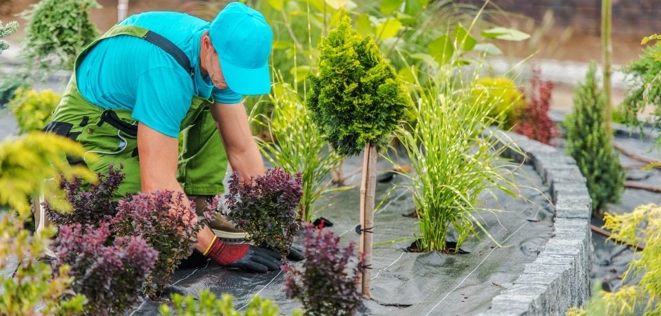 Alaçatı Peyzaj Firmaları, Peyzaj Firmaları Alaçatı, Alaçatı Bahçe Bakımı, Alaçatı Peyzaj, Alaçatı Bahçe Bakımı Hizmetleri