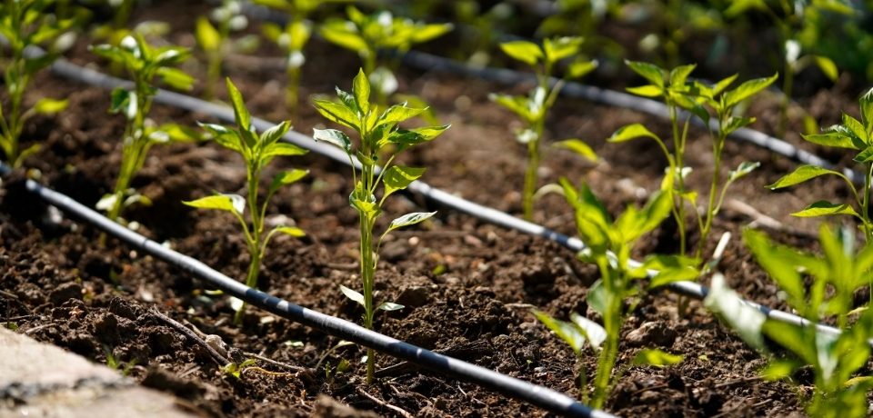 Seferihisar Sulama Sistemleri, Seferihisar Bahçe Sulama Sistemleri, Seferihisar Otomatik Sulama Sistemleri, Sulama Sistemleri Seferihisar, Seferihisar Sulama Sistemleri Fiyatları